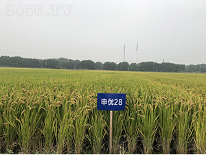 �ꃞ(y��u)28-ˮ���N��-�r(n��ng)�ƷN��