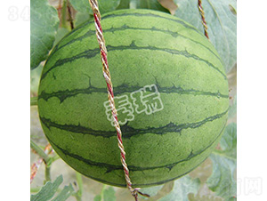 ���ᭇ-���ϷN��-����