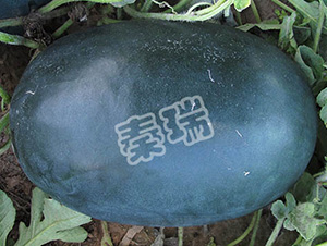 ���۰�-���ϷN��-����