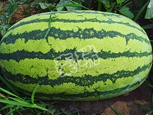 ���ڳ���-���ϷN��-����