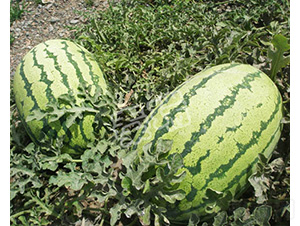 �𻨻���-���ϷN��-����