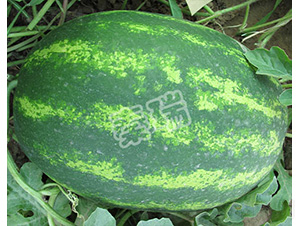 ����ԣ�S-���ϷN��-����