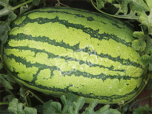 �p����̖(h��o)-���ϷN��-����