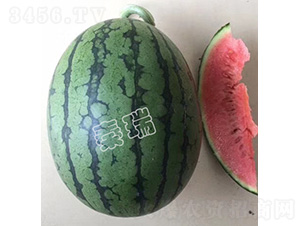 �t����-���ϷN��-����