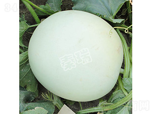 ��ѩ-��ϷN��-����