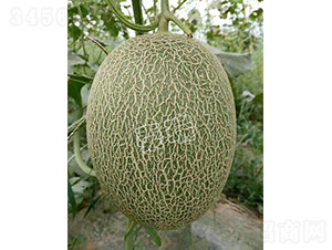 ����25-��ϷN��-����