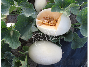 �������2̖(h��o)-��ϷN��-����