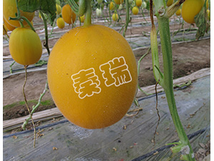 ����tһ̖-��ϷN��-����