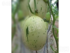 �������-��ϷN��-����