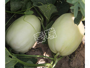 ������̖-��ϷN��-����