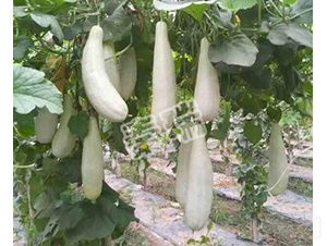 �����-��ϷN��-����