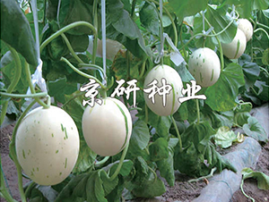 ���������-��ϷN��-���зN�I(y��)