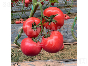 粉美玉一號-番茄種子-楚為生物