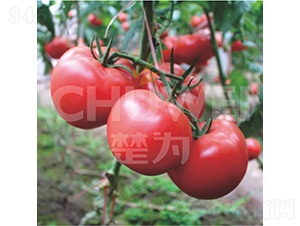 楚為T618-番茄種子-楚為生物