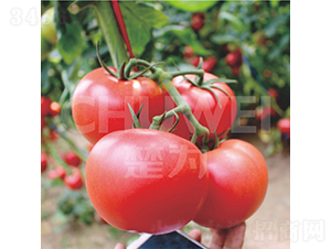 一見鐘情520-番茄種子-楚為生物