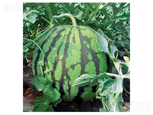 �����e��-���ϷN��-�����N�I(y��)