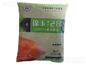 錦玉青貯28-玉米種子-天成種業(yè)