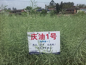 �c��1̖-�Ͳ˷N��-���r(n��ng)�Ƽ�