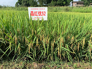 ���t��(y��u)52��һ�Ș�(bi��o)��(zh��n)����-ˮ���N��-���r(n��ng)�Ƽ�