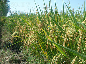 �׃�(y��u)5431���߮a(ch��n)��������(y��u)�|(zh��)Ʒ�N��-ˮ���N��-���r(n��ng)�Ƽ�