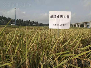 �}Ŵ6��(y��u)6̖-ˮ���N��-���r(n��ng)�Ƽ�