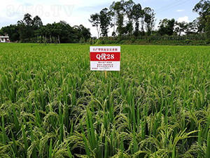 Q��(y��u)28���߮a(ch��n)���뵾��-ˮ���N��-���r(n��ng)�Ƽ�