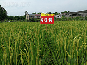 Q��(y��u)11̖�����A�����㵾��-ˮ���N��-���r(n��ng)�Ƽ�