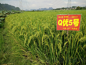 Q��(y��u)5̖��ȫ�ܵ���-ˮ���N��-���r(n��ng)�Ƽ�