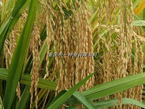 Q��(y��u)6̖-ˮ���N��-���r(n��ng)�Ƽ�