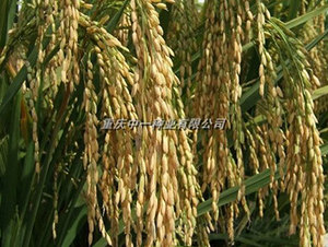 Q��(y��u)5̖-ˮ���N��-���r(n��ng)�Ƽ�