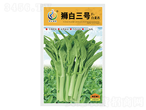 獅白三號-菜薹種子-康地科技