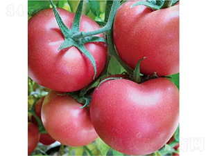 代美特902-番茄種子-和潤農(nóng)業(yè)