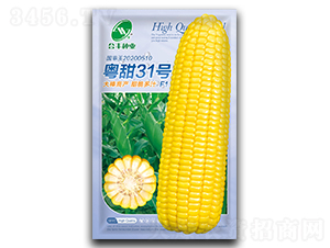 ����31̖(h��o)-���׷N��-���S�N�I(y��)