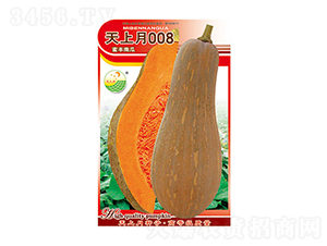 南瓜種子-天上月008-太樂種業(yè)