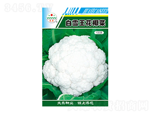 白花椰菜種子-白雪王花椰菜100天-太樂種業(yè)