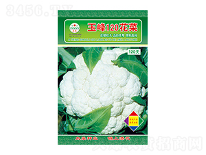白花椰菜種子-玉峰120花菜-太樂種業(yè)