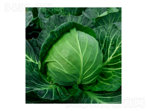 甘藍(lán)種子-瀛甘317-華瀛種業(yè)