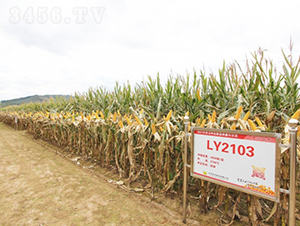 ����2103-���׷N��-�Ǻ�����N�I(y��)