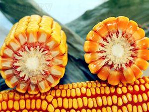 ����1008-���׷N��-�Ǻ�����N�I(y��)