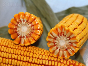 良玉718-玉米種子-登海良玉種業(yè)