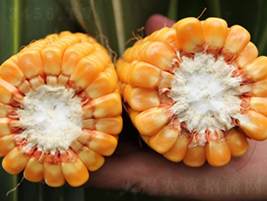 良玉818-玉米種子-登海良玉種業(yè)