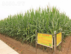 ����66-���׷N��-�Ǻ�����N�I(y��)