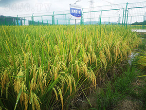 ���Ƀ�(y��u)����-ˮ���N��-�𽡷N�I(y��)