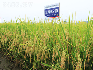 �ۃɃ�(y��u)210-ˮ���N��-�𽡷N�I(y��)