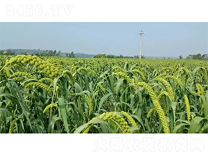 �x��21-���ӷN��-���S�N�I(y��)