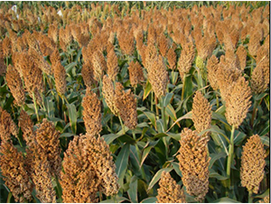 晉雜22號-高粱種子-秦豐種業(yè)