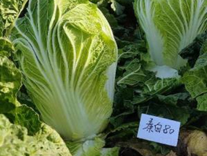 秦白80-白菜種子-秦豐種業(yè)