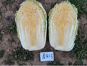 秦白5號-白菜種子-秦豐種業(yè)