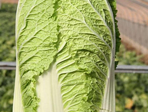 秦白一號-白菜種子-秦豐種業(yè)