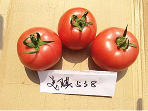 �߿�����538-���ѷN��-���S�N�I(y��)